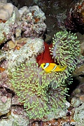 Amphiprion-bicinctus Heteractis magnifica poisson clown-St Johns Shaab Claudia-22m-20121025-Denis-ADER-DSC_2718_tn